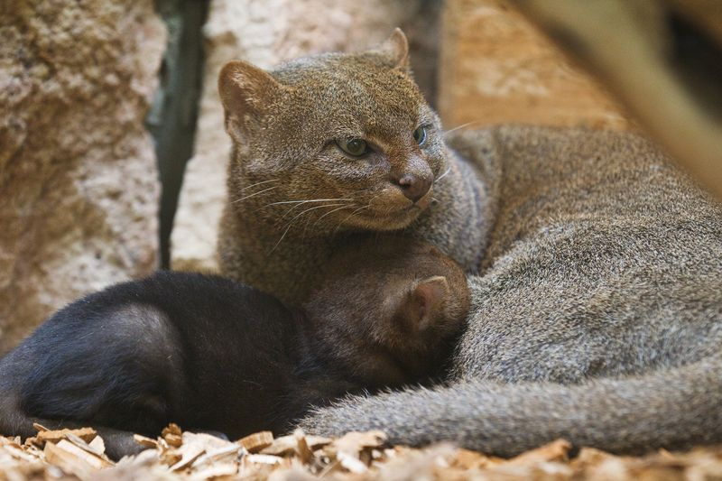 Illustration for article titled ZOMG BABY JAGUARUNDI!!!